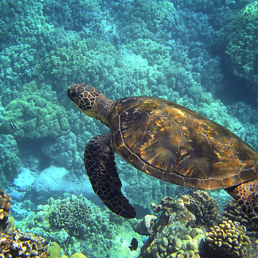 Honu