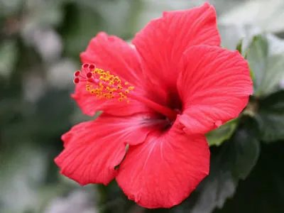 モチーフハイビスカス