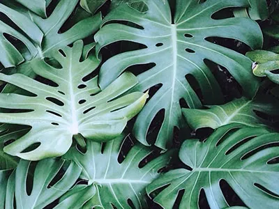 モチーフモンステラ