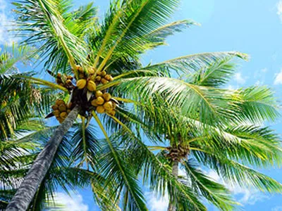 モチーフパームツリー