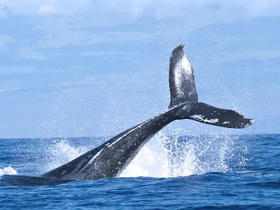 モチーフホエールテール