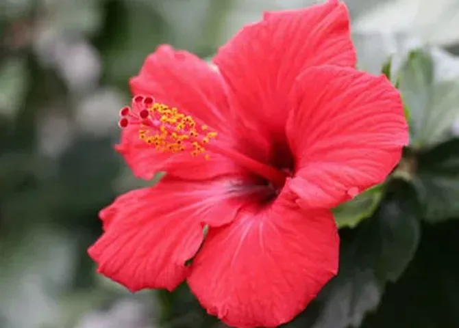 緑の葉を背にした、赤いハイビスカスの花